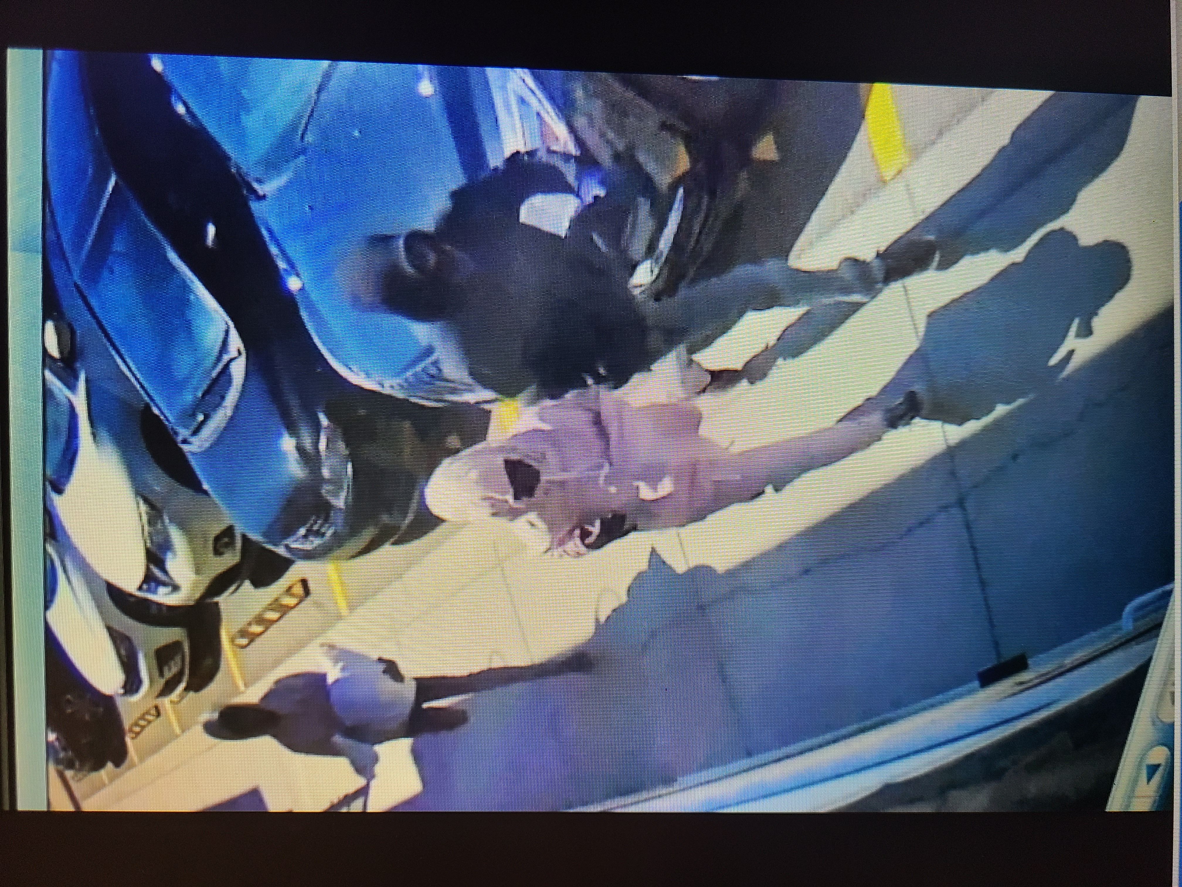 Airdrie RCMP assisting with armed robbery suspects - DiscoverAirdrie ...