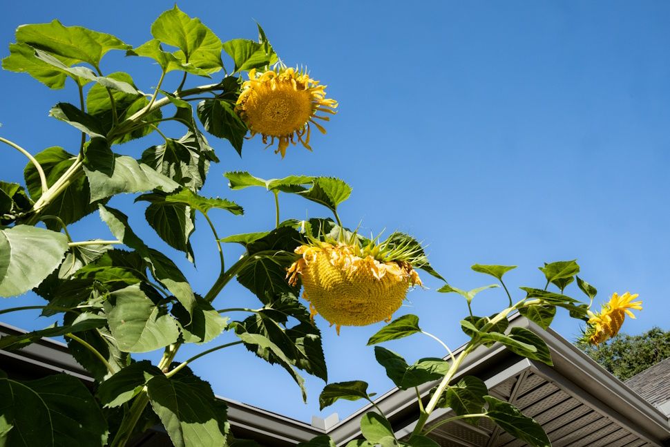 Steinbach man grows 13 foot tall sunflower - SteinbachOnline.com