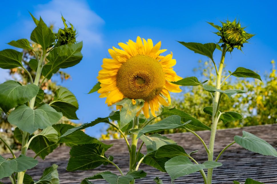 Steinbach man grows 13 foot tall sunflower - SteinbachOnline.com