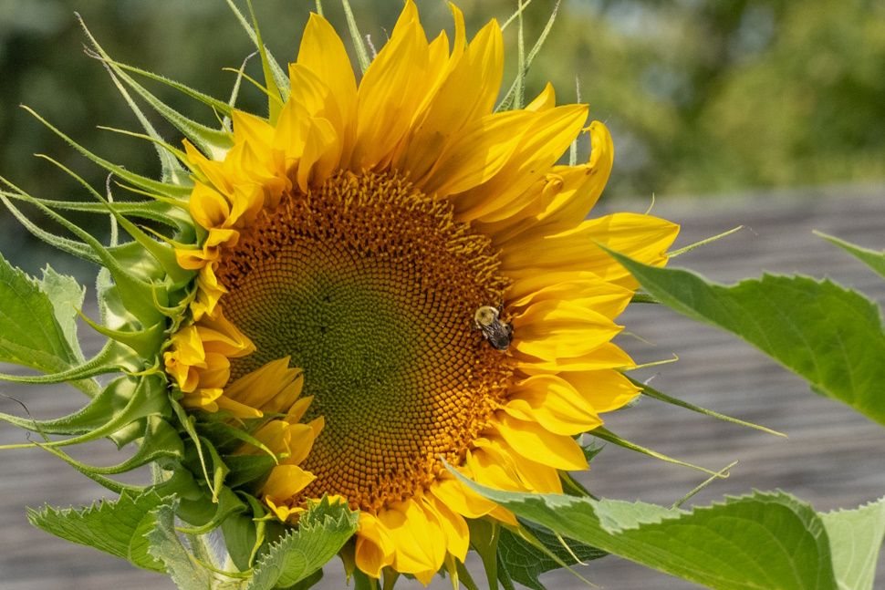 Steinbach man grows 13 foot tall sunflower - SteinbachOnline.com
