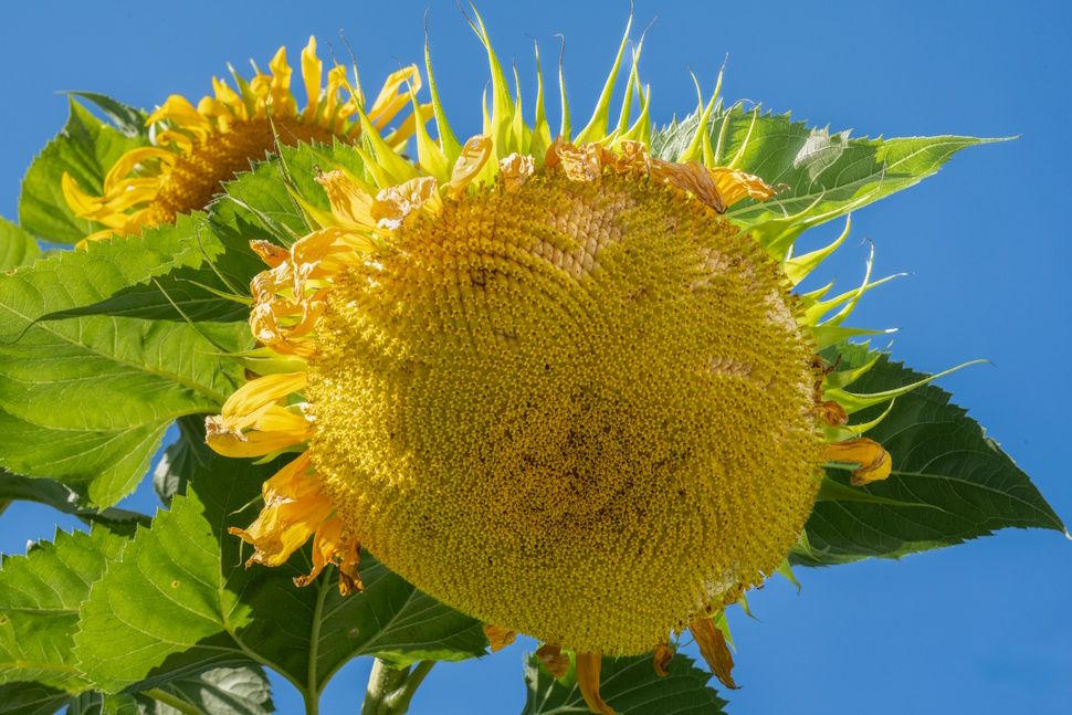 Steinbach man grows 13 foot tall sunflower - SteinbachOnline.com