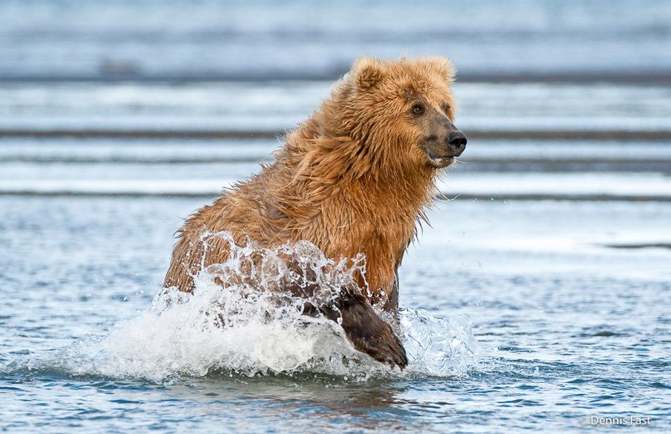 Un ours brun marchant dans un ruisseau.