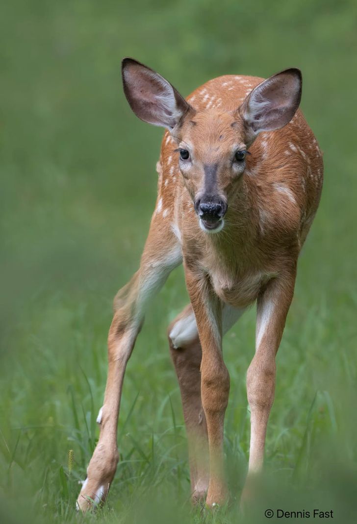 Un jeune cerf regarde directement la caméra depuis une prairie herbeuse.