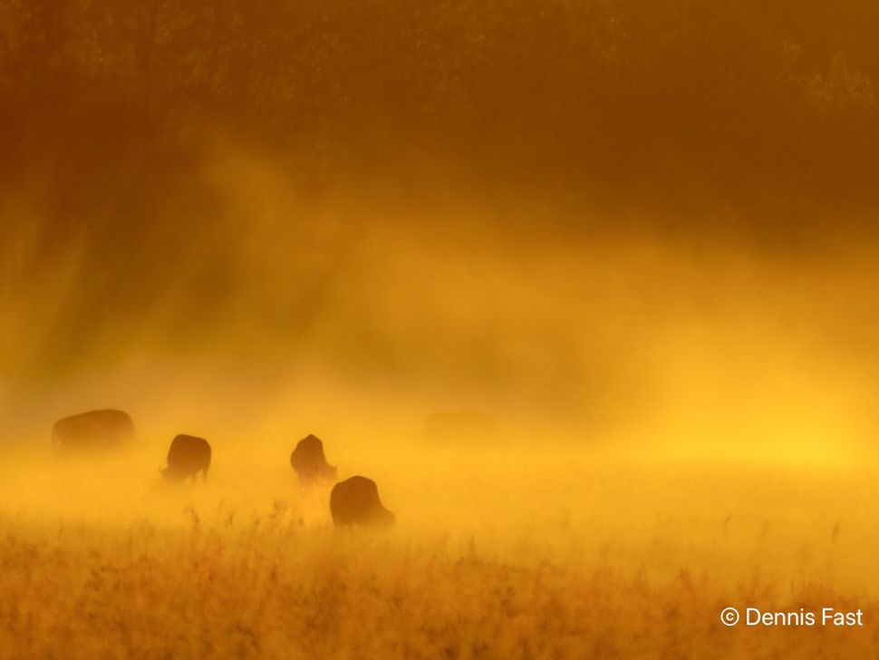 Quatre bisons brun foncé dans le brouillard. La photographie est orange et le brouillard est jaune dès le lever du soleil.