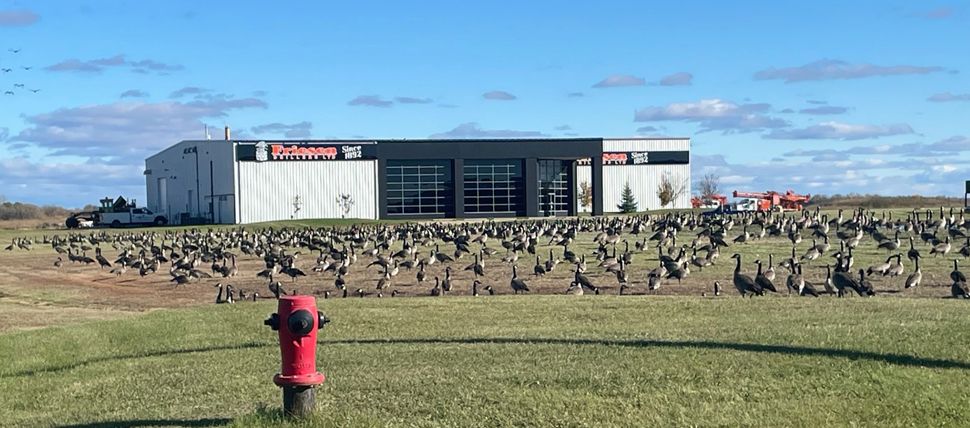 Birders thrilled by unusual goose appearance in Steinbach ...