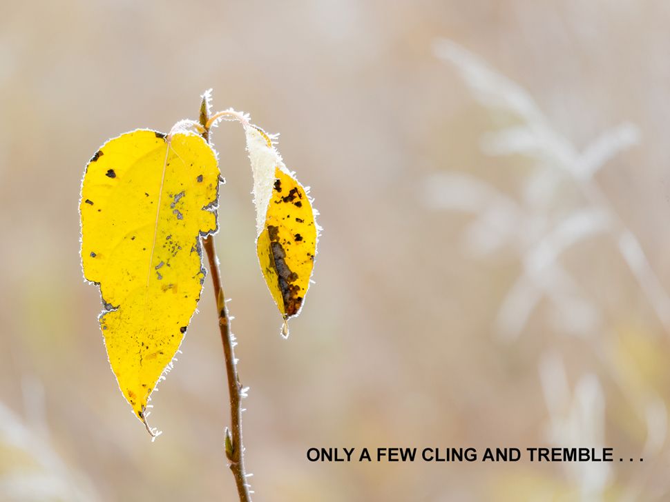 Troncs d'arbres blancs et feuilles d'oranger.