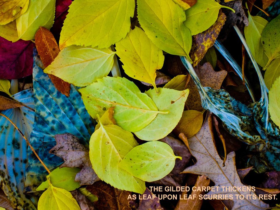 Feuilles jaune clair au sol.