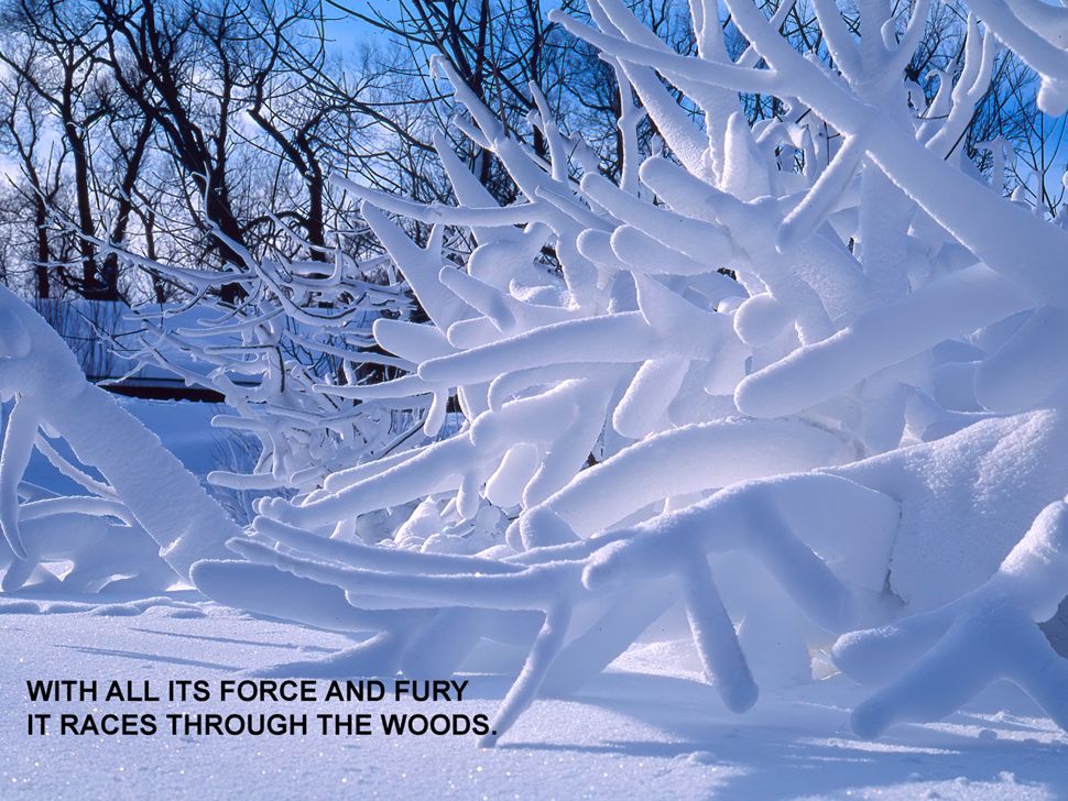 Une épaisse couche de neige sur les branches.