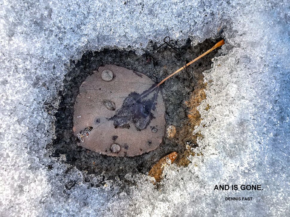 Une seule feuille au sol entourée de neige et de givre.