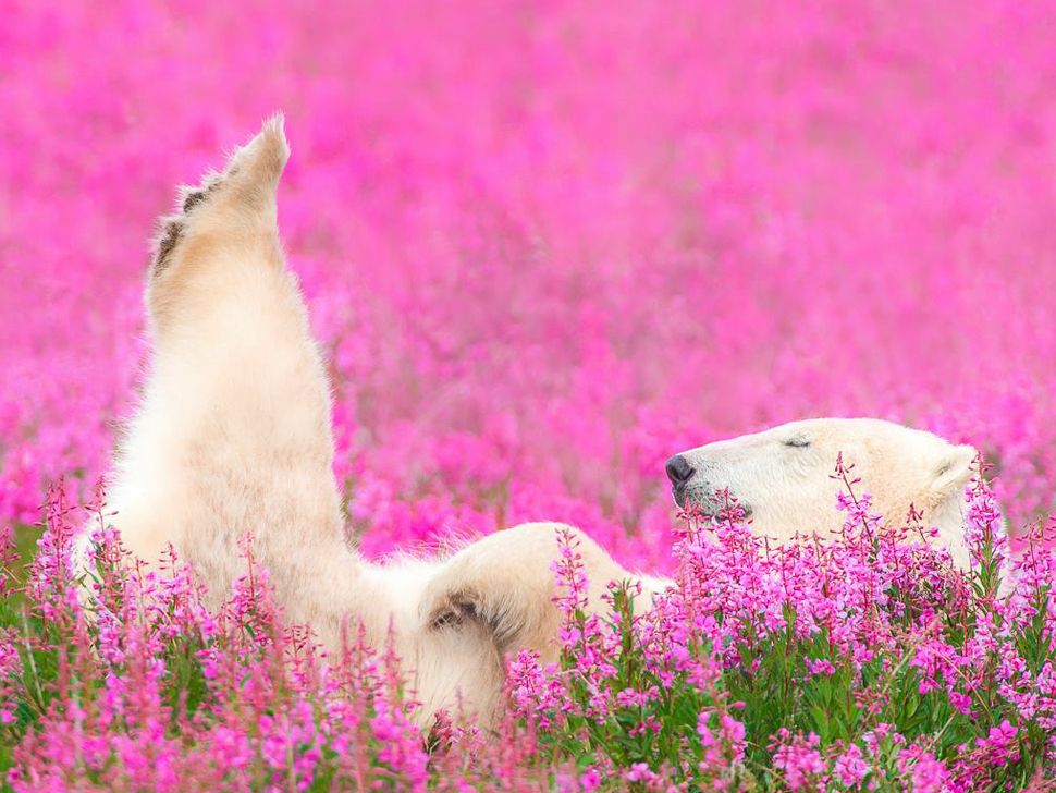 Un grand ours polaire blanc allongé sur le dos dans un champ de fleurs roses.