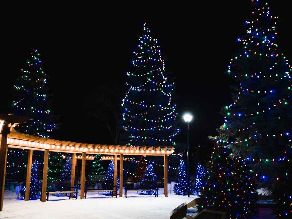 trees with lights behind a park scene