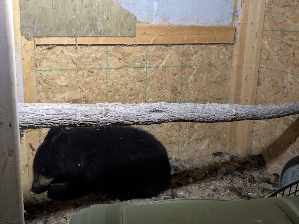 Bear cub in chicken coop