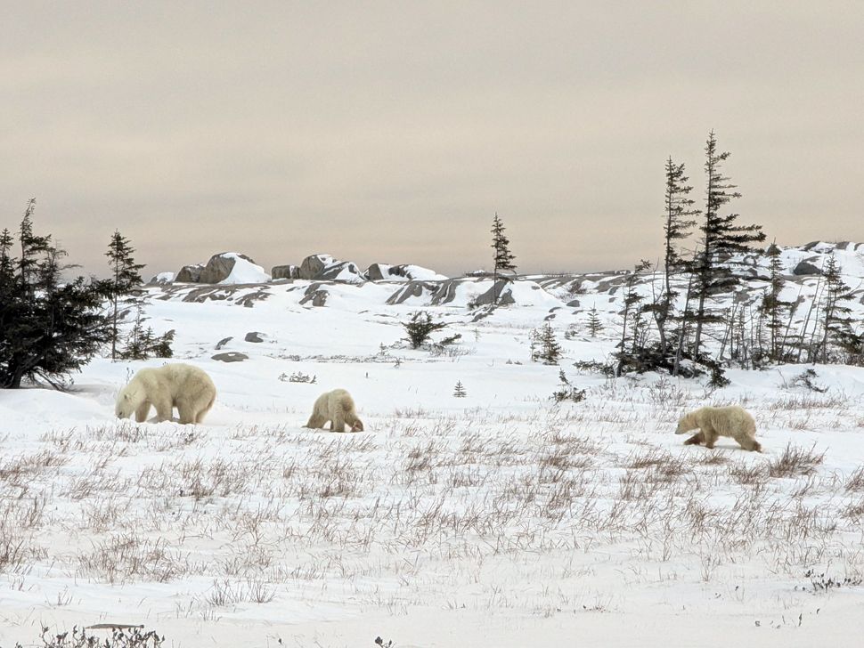 A mama bear and her two cubs spotted in Churchill. (submitted)
