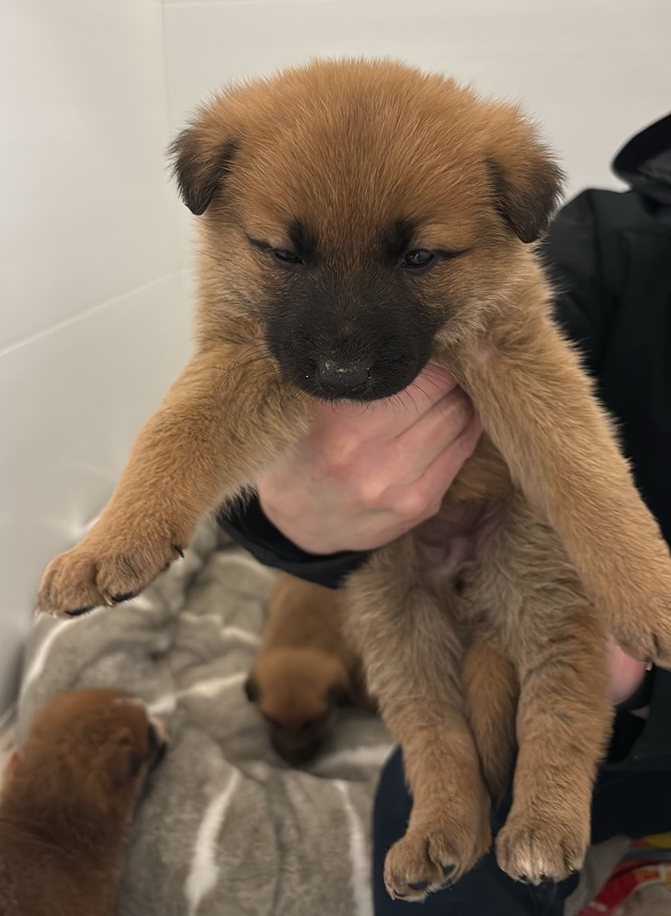 Seven puppies rescued after being abandoned outside of Steinbach -  SteinbachOnline.com - Local news, Weather, Sports, Free Classifieds and Job  Listings for Steinbach, Manitoba