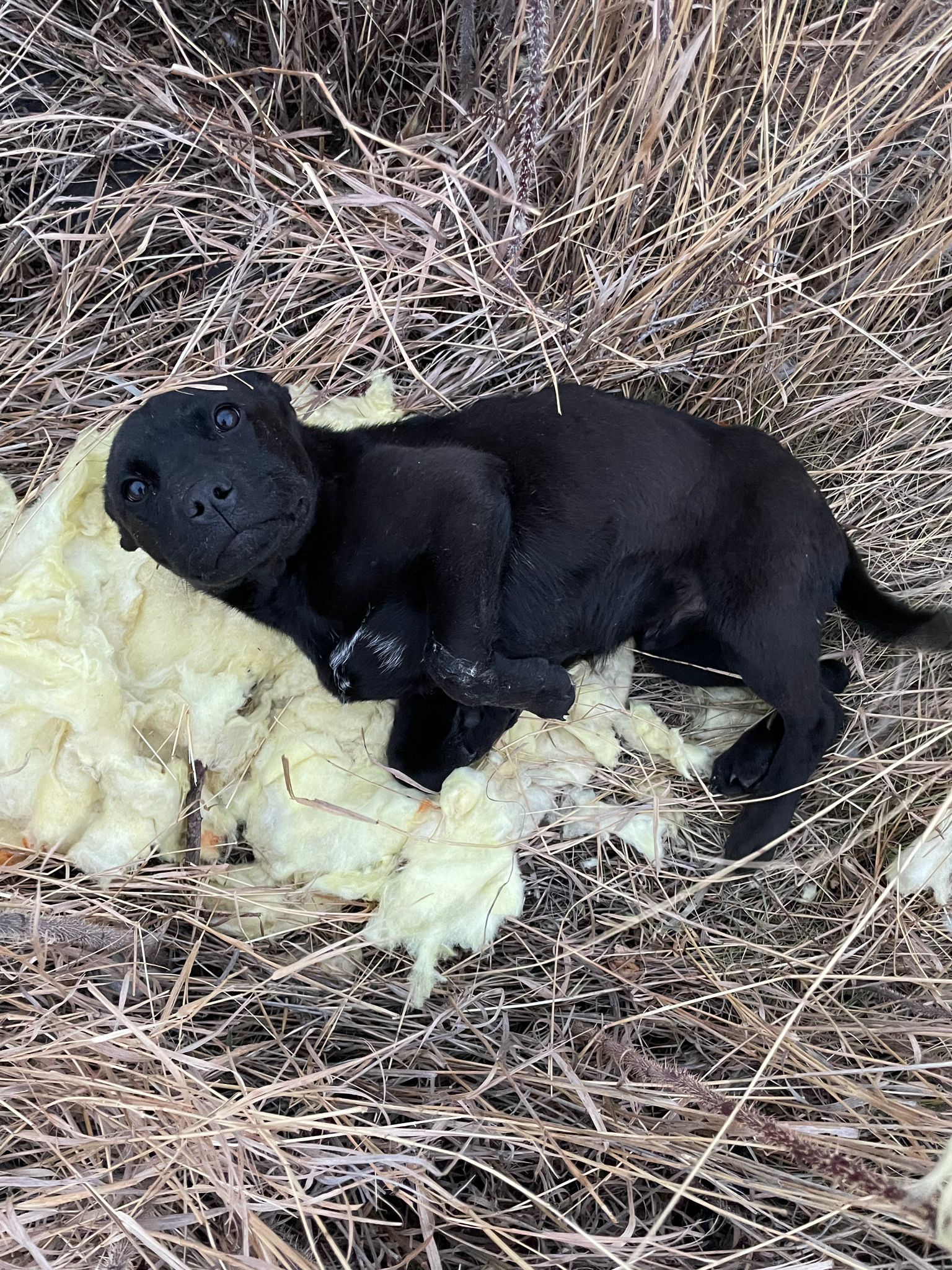 Moe Dog Rescue seeking donations for injured puppy surgery ...