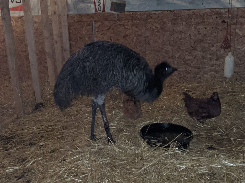 Loose emu spotted near Strathmore, returned to local farm ...