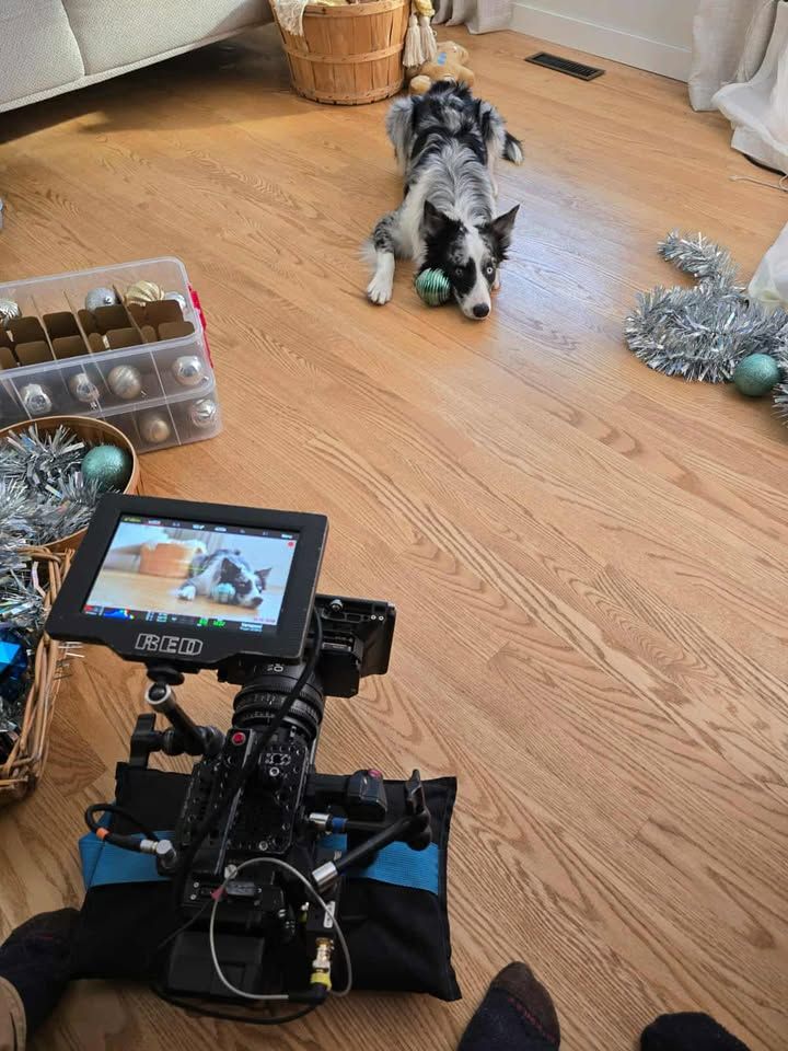 Film-ready: How an Okotoks couple trains their canine cast ...