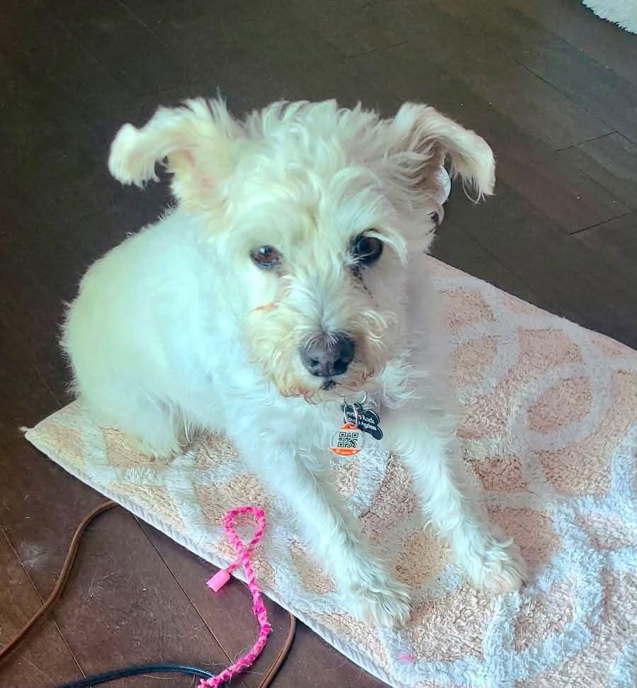 A small white dog, one of the many up for adoption at Before the Bridge