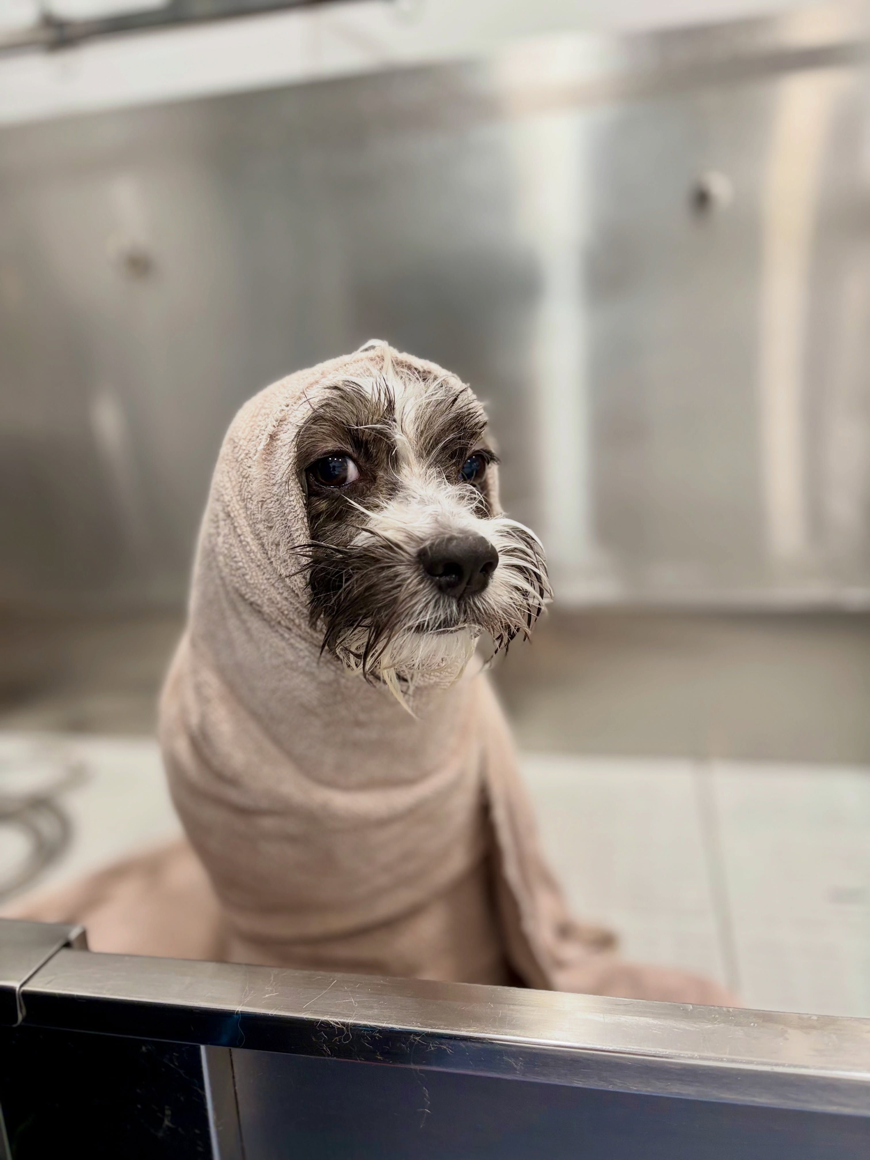 One of the many dogs up for adoption at Before the Bridge Rescue