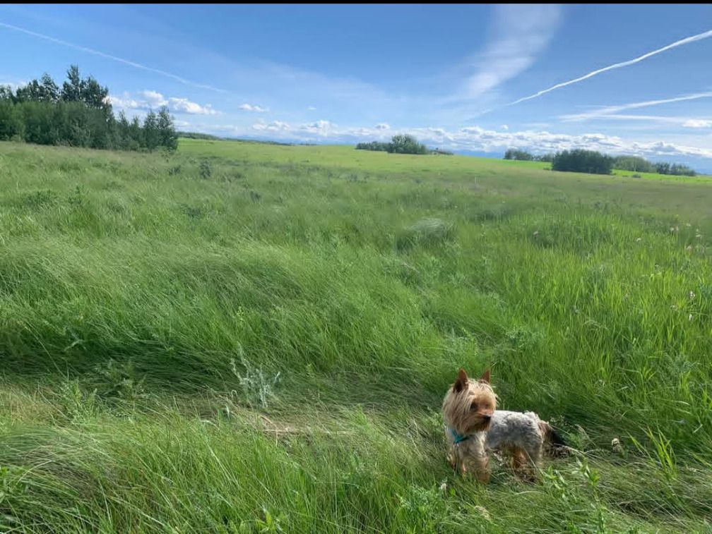 Sunny, the Losier family’s dog, in a photo taken before the Jan. 26 fire. Sunny did not survive the blaze. Photo / GoFundMe