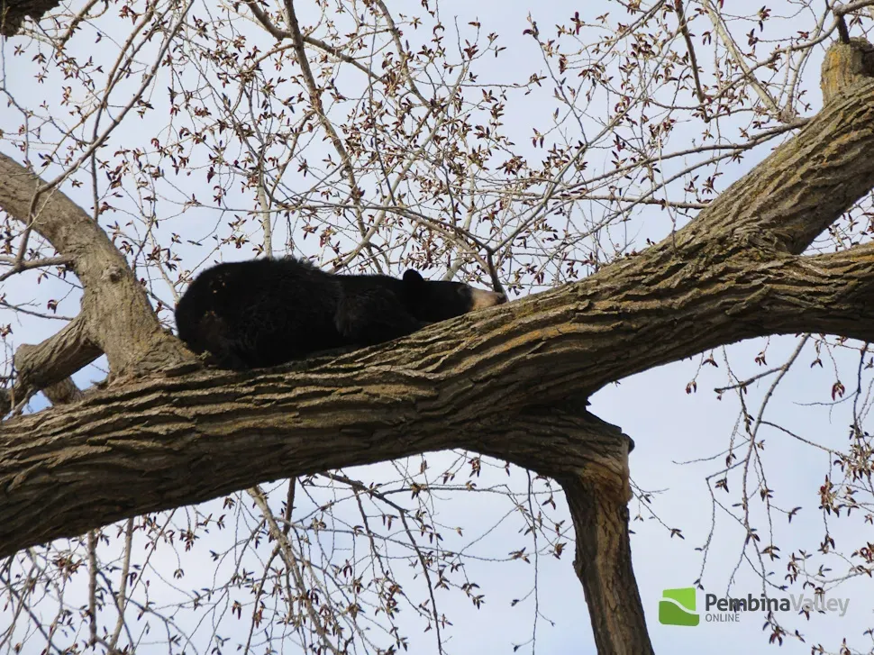 a bear sleeping up in a tree