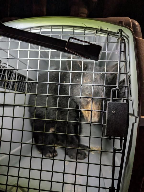 Baby bear in chicken coop