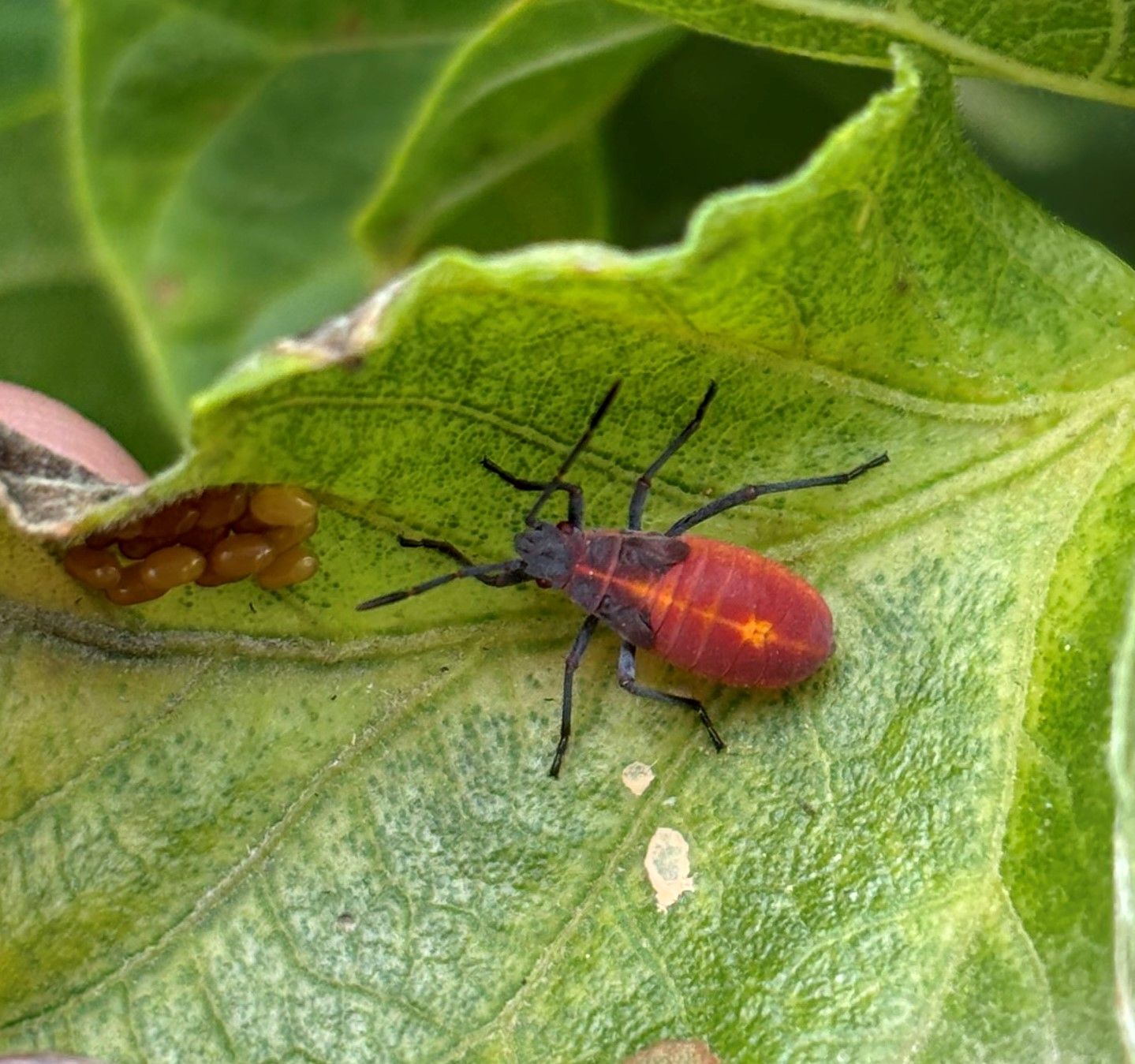 Boxelder bugs clustering in Portage area - PortageOnline.com - Local ...