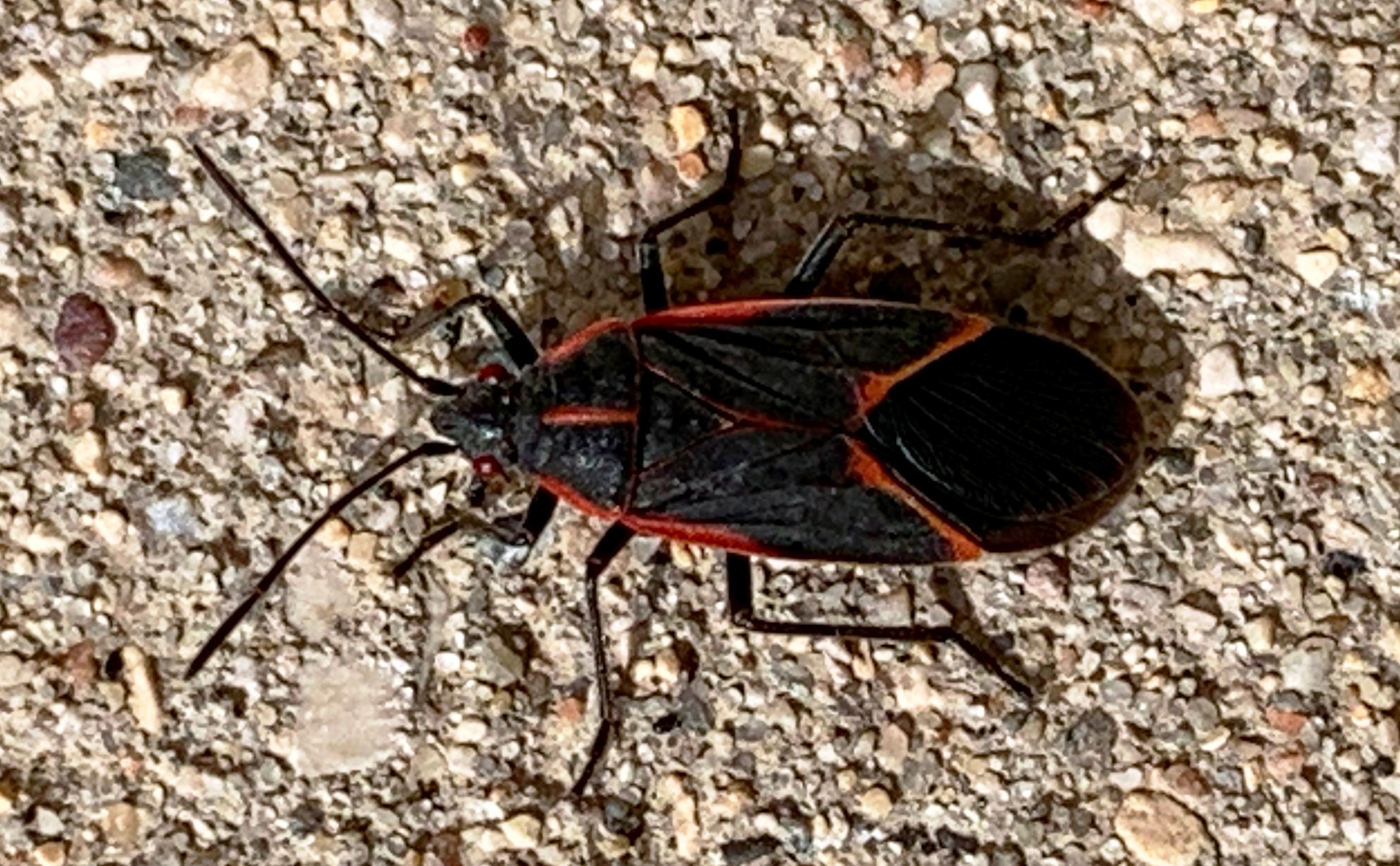 Boxelder bugs clustering in Portage area - PortageOnline.com - Local ...