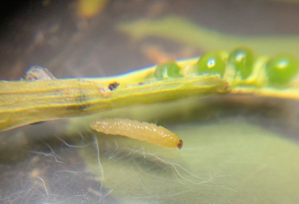 Canola growers urged to scout for emerging insect threats ...