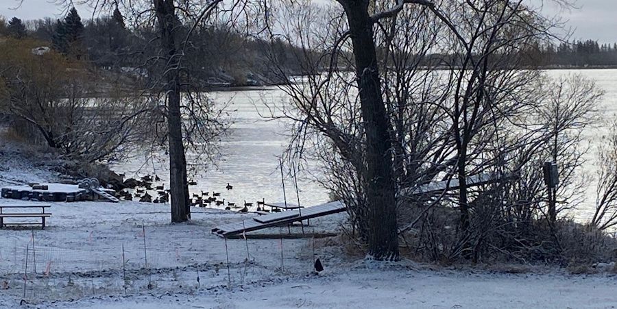 geese on a snowy frozen lake