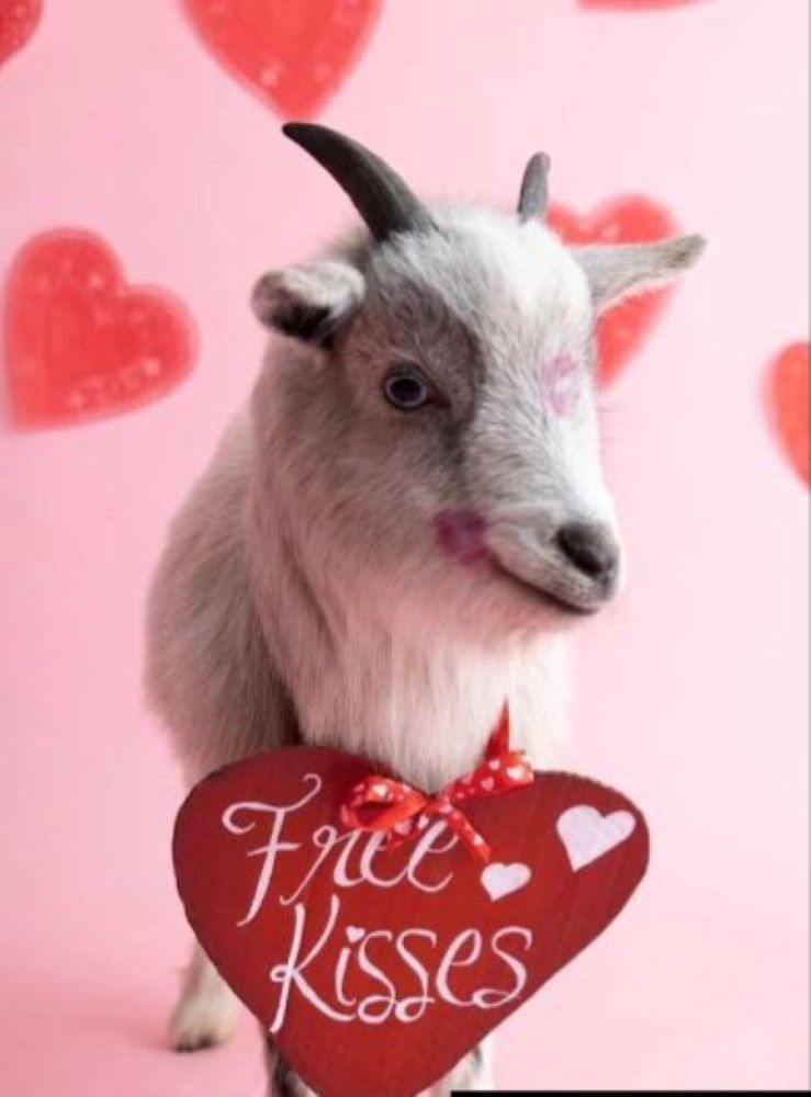 Pocket-sized goats deliver big smiles this Valentine’s Day ...