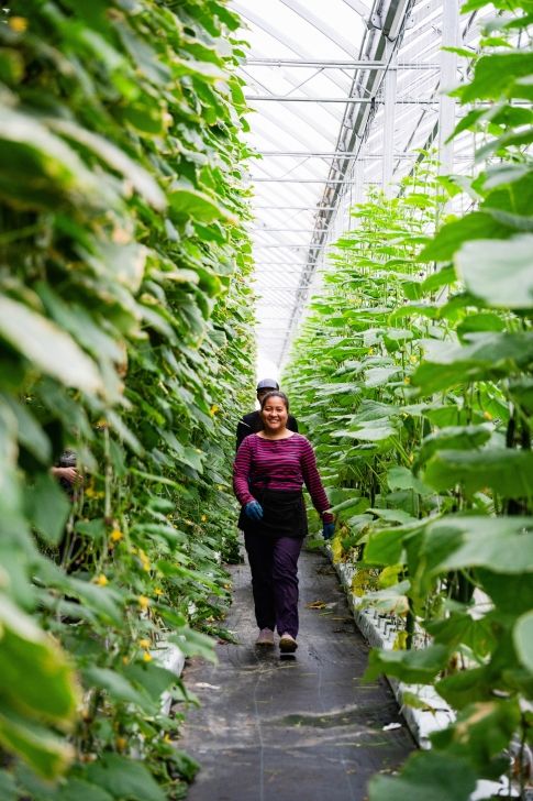 people walking on a path surrounded by wall of plants in a greenhouse - Golden Eden Produce (Sk Open Farm Days)