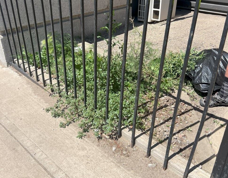 Weeds and litter before the Helping Hands team took care of it.
