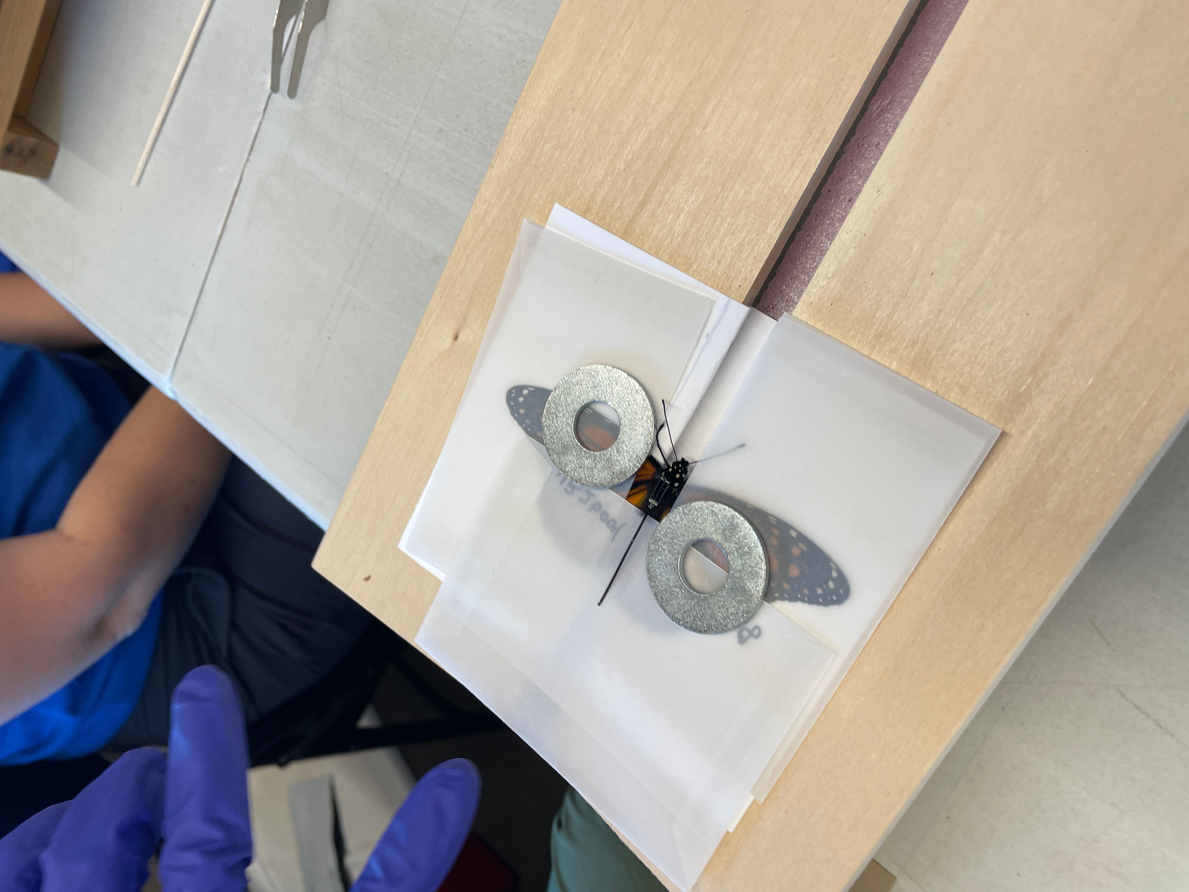 butterfly preparing for tracker