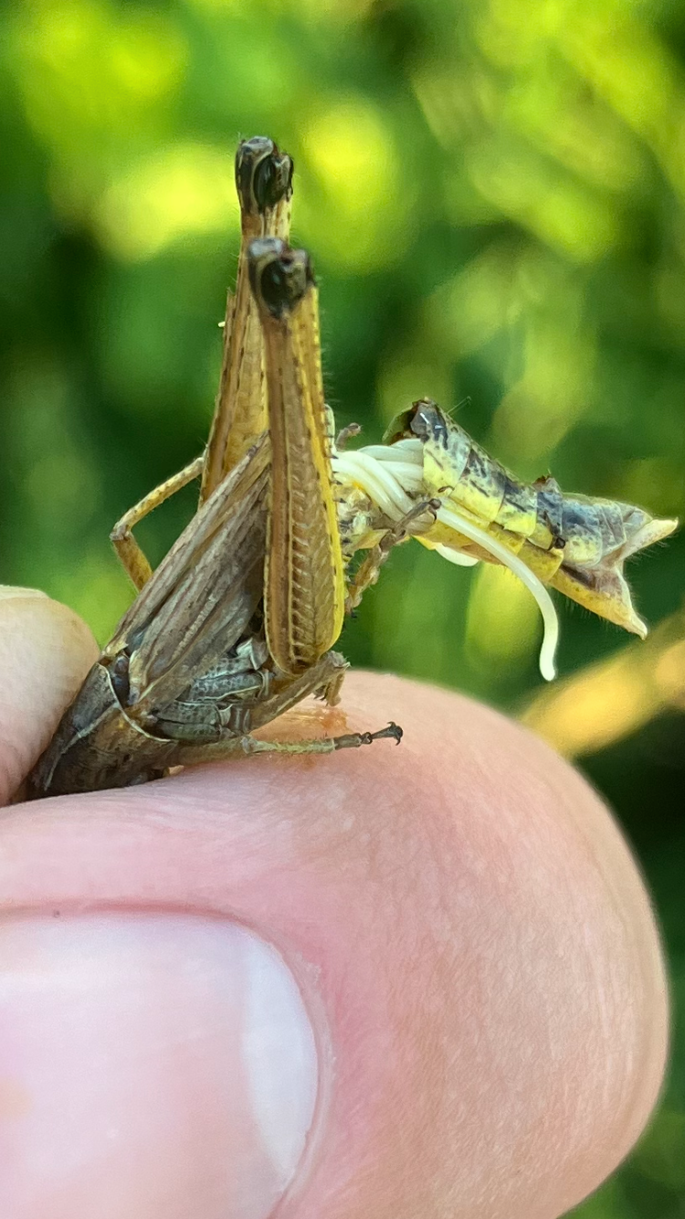 Crop meetings stress scouting as pest threats grow - PortageOnline.com ...