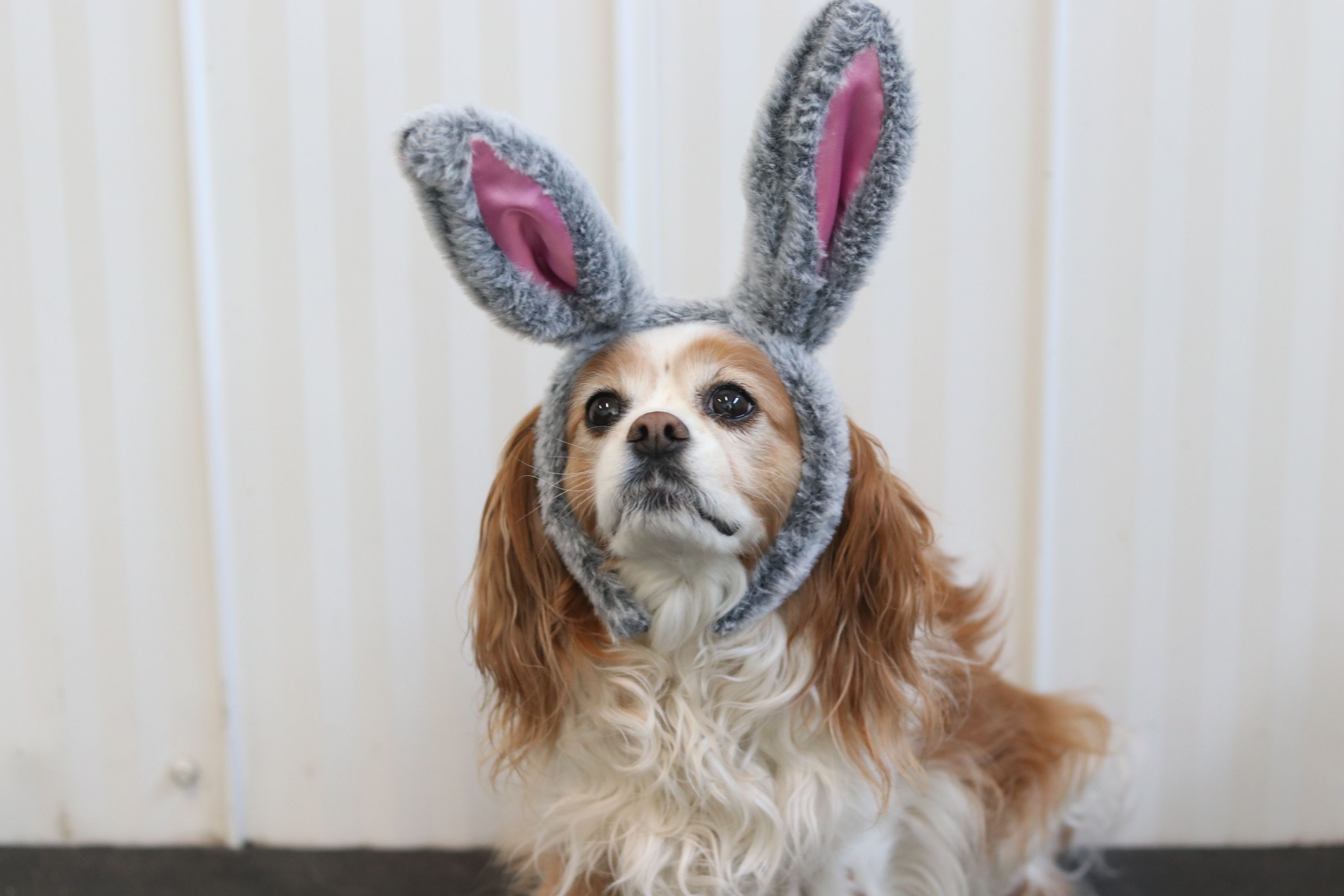Spring pet portraits to support local animal shelter ...