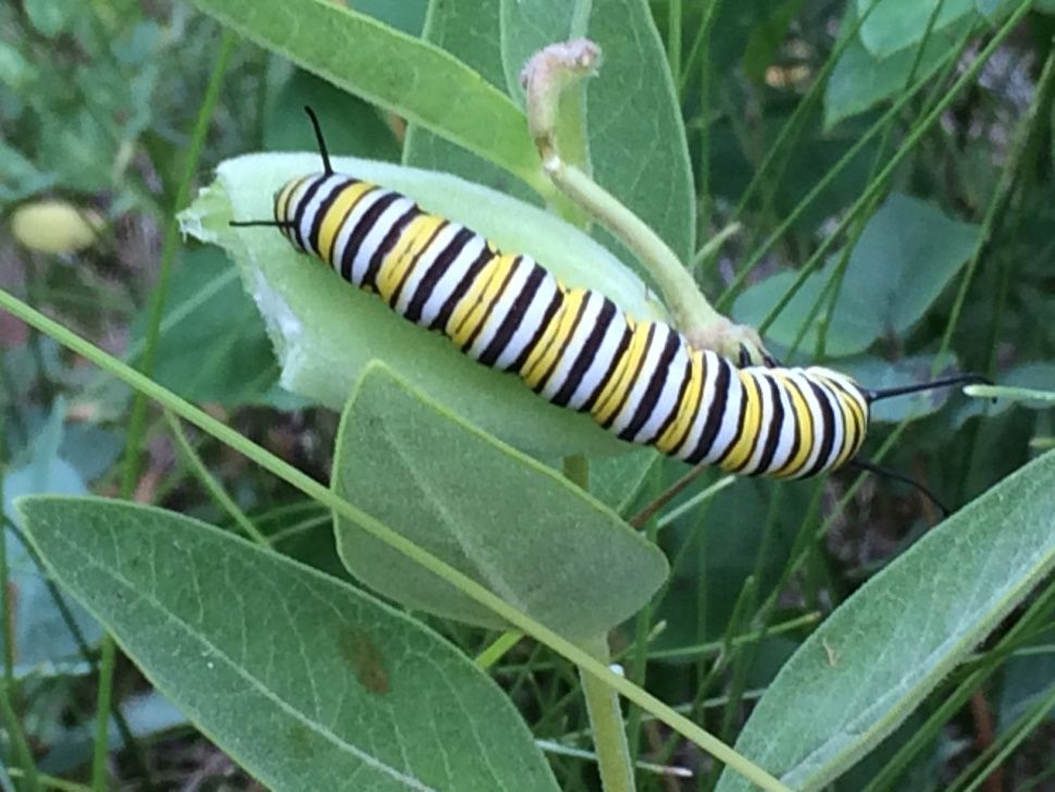 Dos and don’ts of helping the monarch butterfly population ...