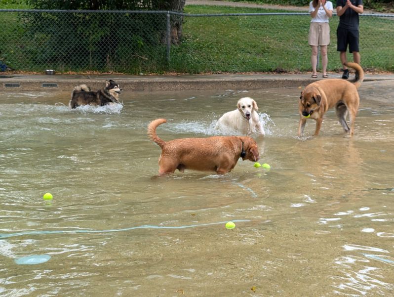 multiple dogs in water