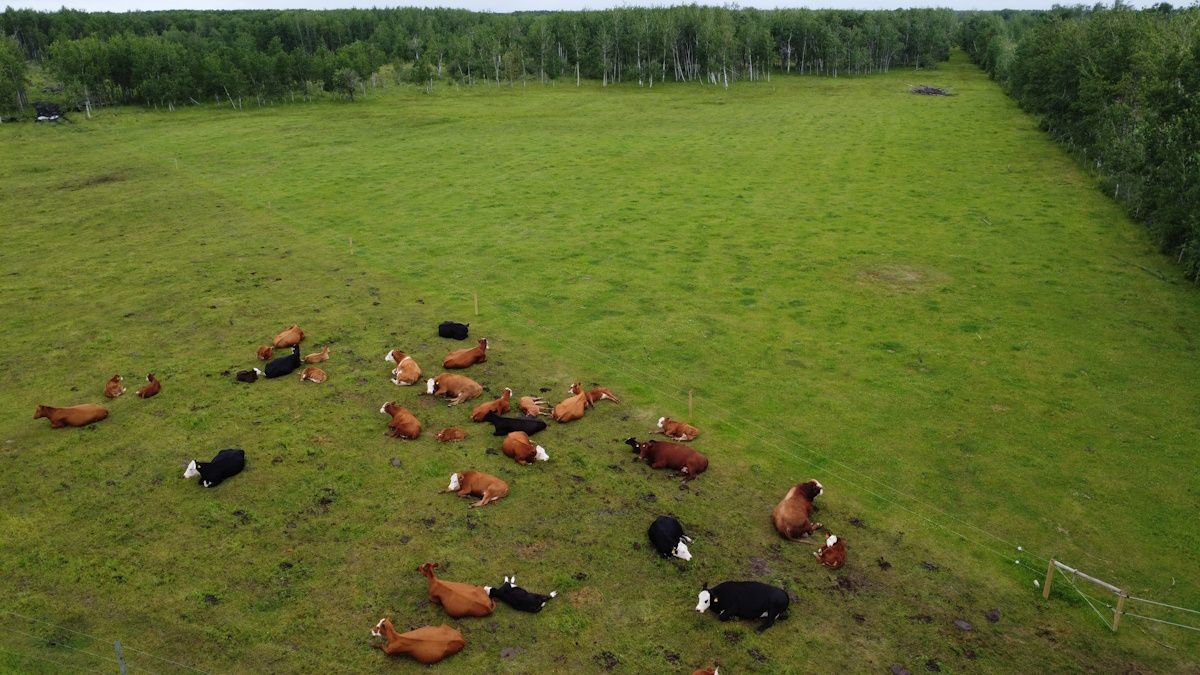 aerial photo of a rotational grazing project