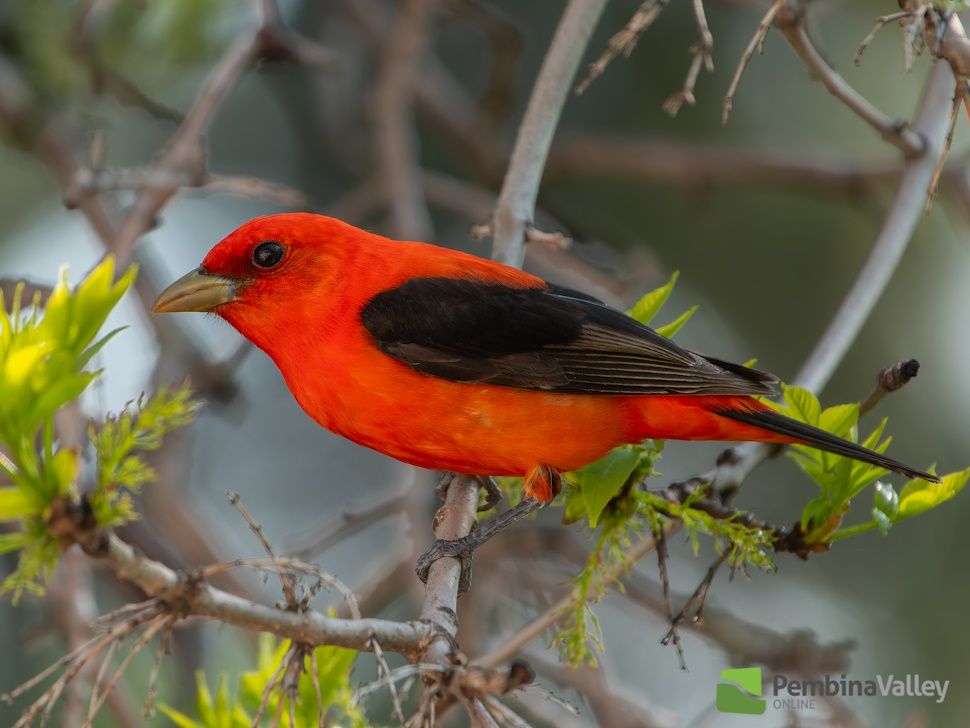 a photo of a scarlet tanager