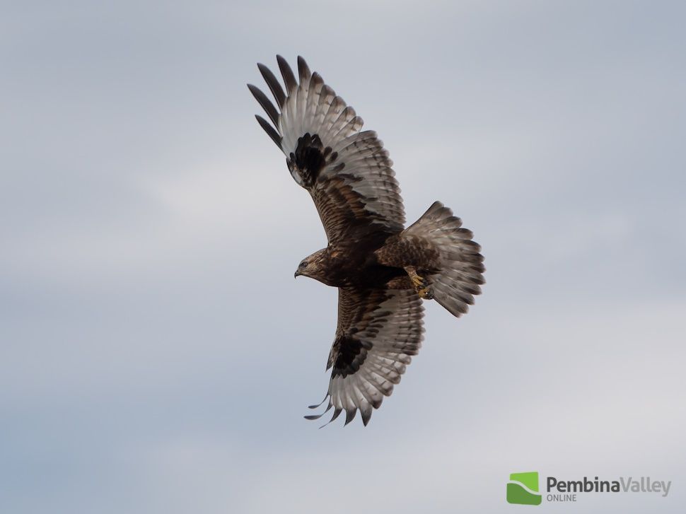 a photo of a hawk in mid-air