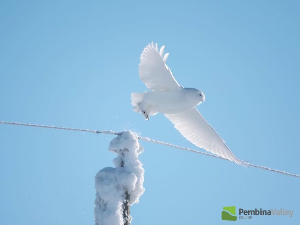 a photo of a snowy owl