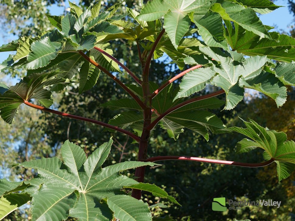 bean stalk