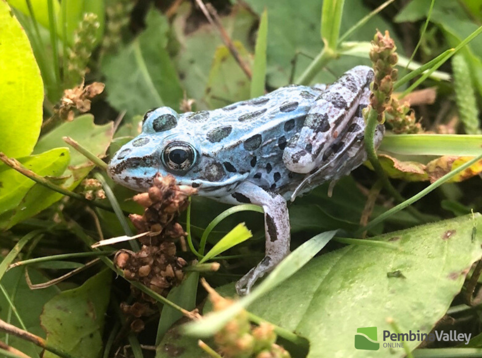 A natural wonder: Anomalous blue frog spotted in Pembina Valley ...