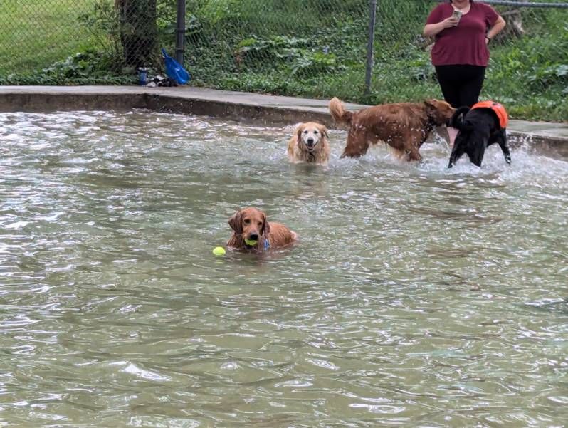 dogs in pool