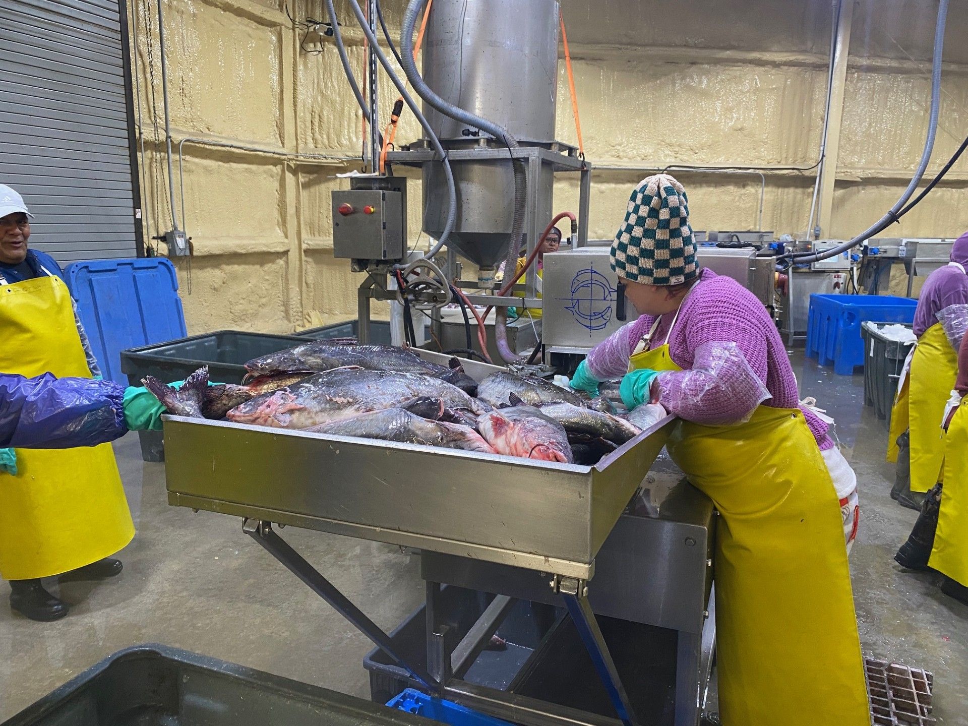 Catfish farming operation