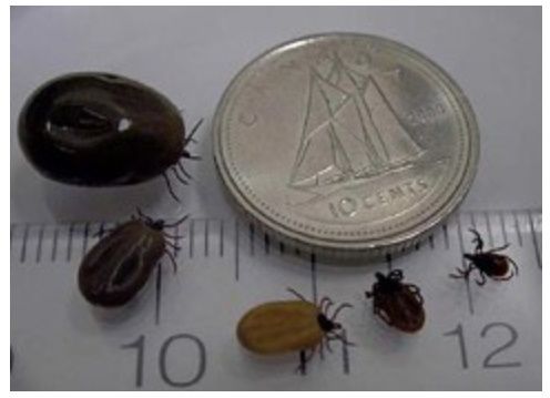 It’s creepy-crawly season – Yep! wood ticks - SteinbachOnline.com ...