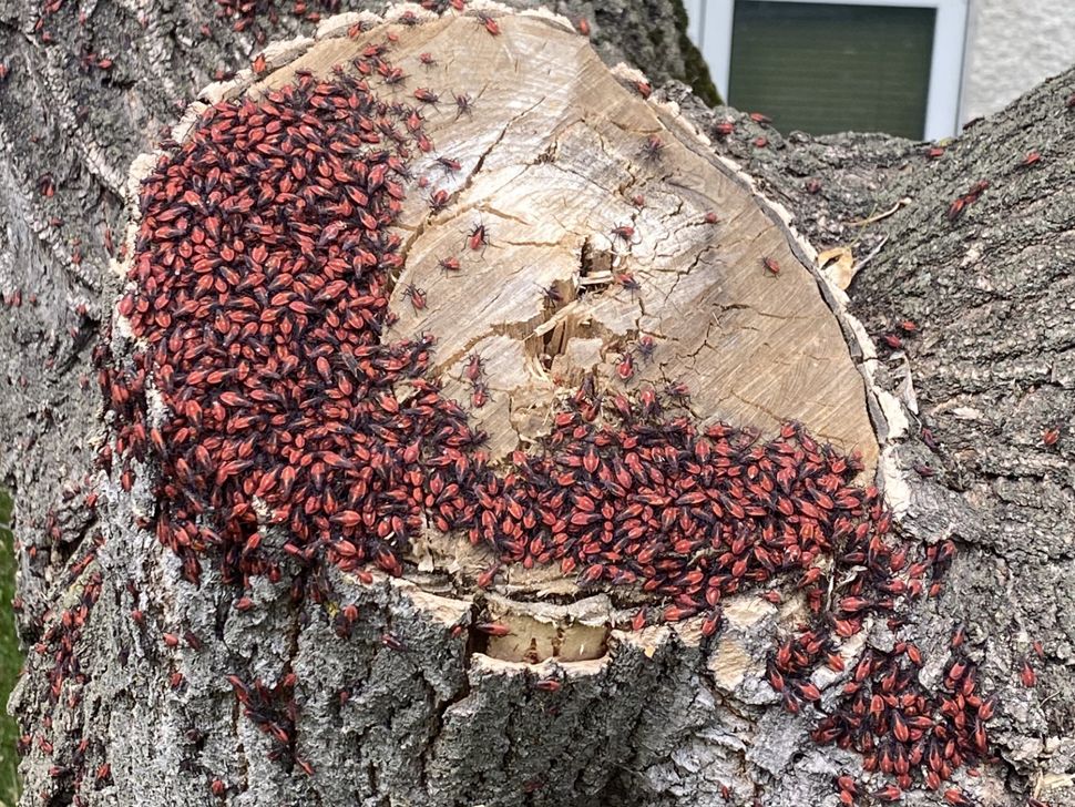 Why so many Asian lady beetles, moths and boxelder bugs ...