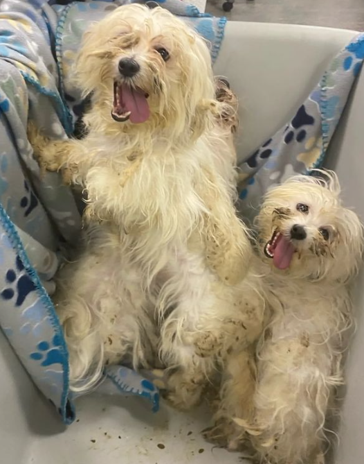 68 dogs seized from inhumane conditions in Winnipeg home - CHVNRadio ...