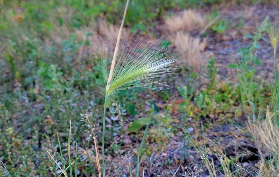 Foxtail barley. 